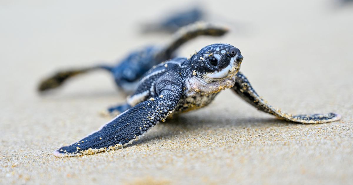 Record Turtle Nesting at Great Nicobar Island Challenges NGT's Approval of Mega Project