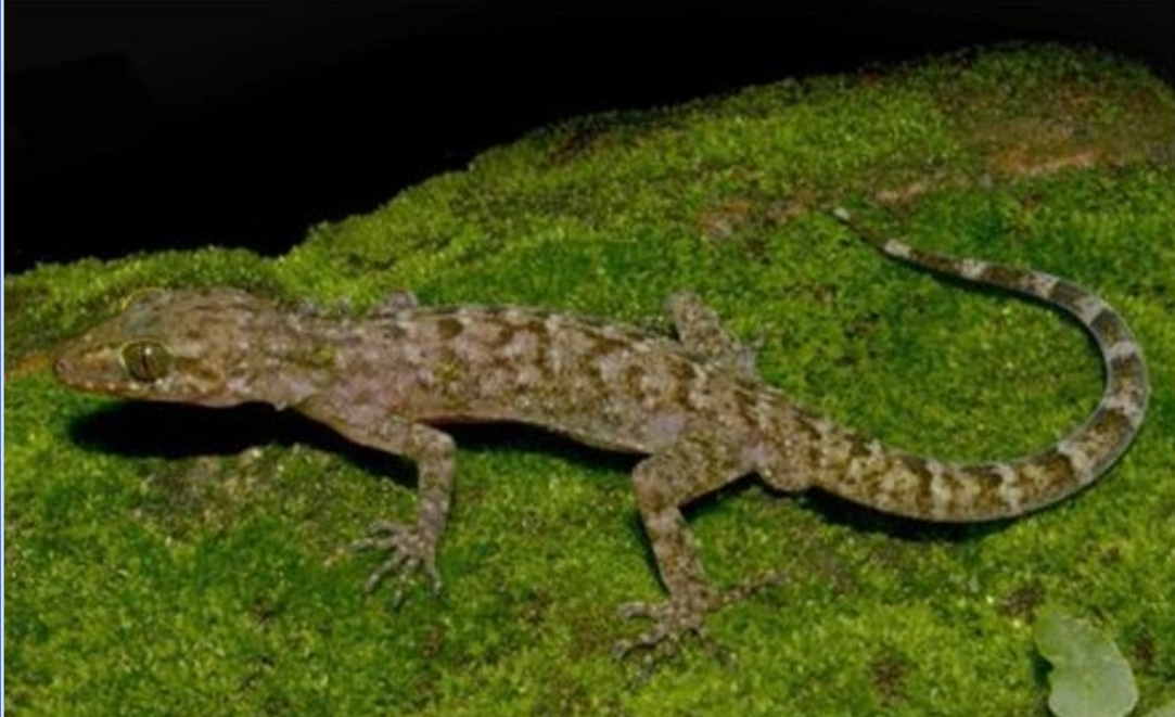New bent-toed gecko species discovered in Assam’s Kokrajhar district.