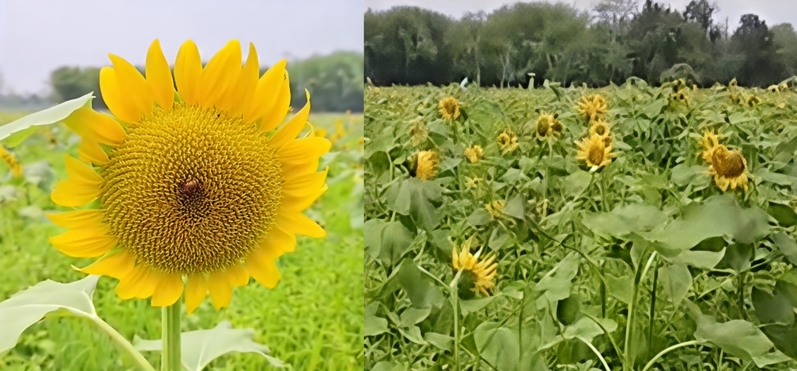 Sunflower Garden near Agoratoli range Becomes a Tourist Attraction in Kaziranga.
