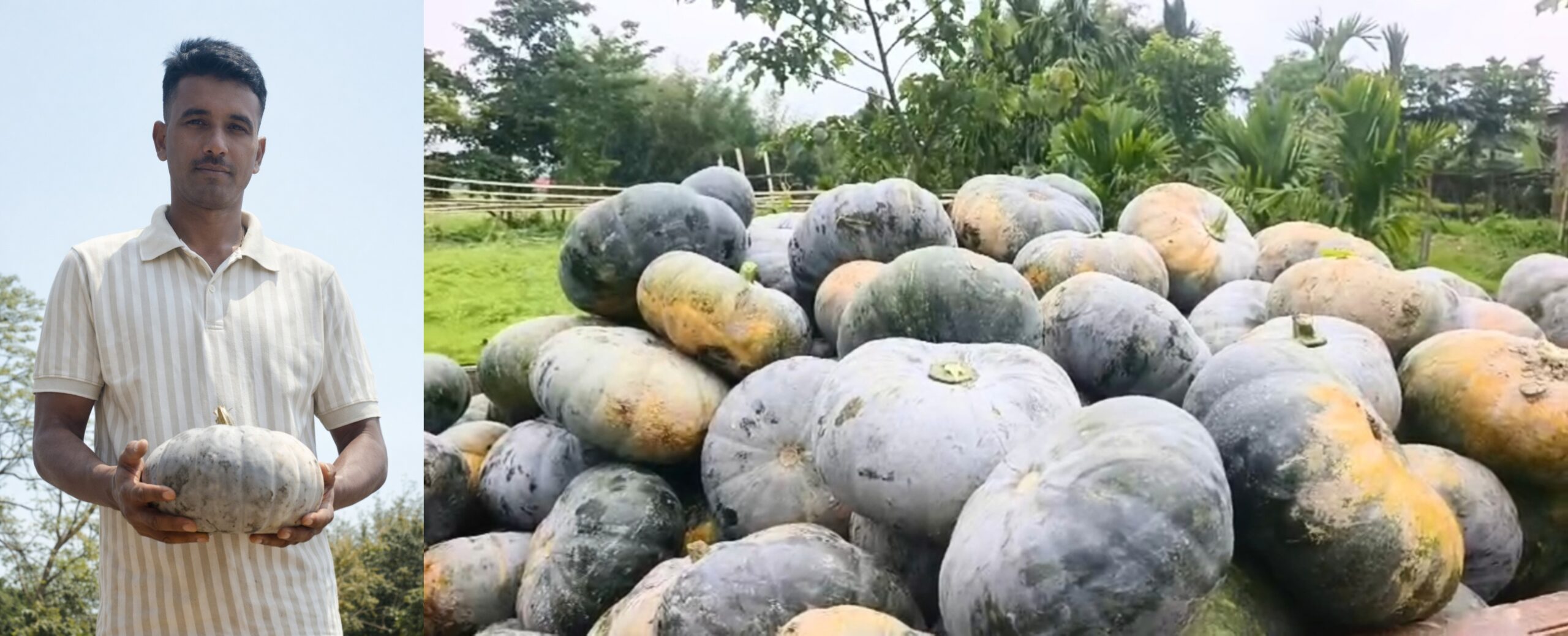 Pumpkin Cultivation in Bokakhat’s Sohola Fields Expands to National and International Markets