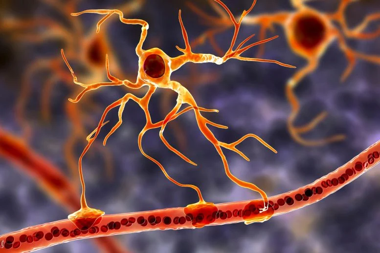 Astrocytes