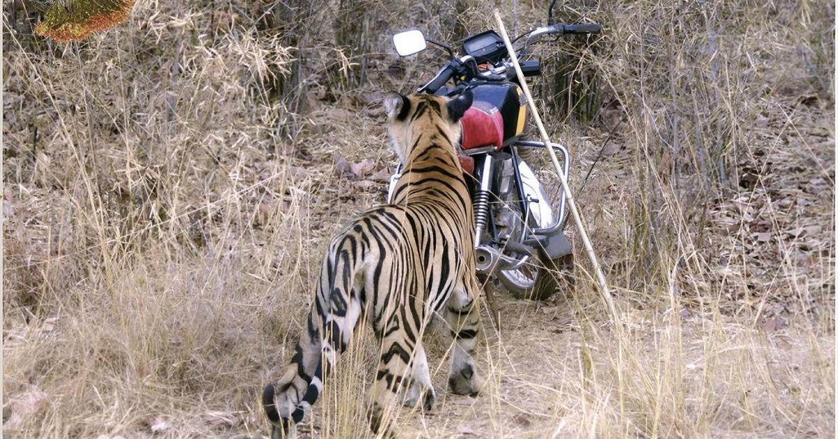 From Struggles to Stardom: The Journey of Tigress Maya, a National Treasure