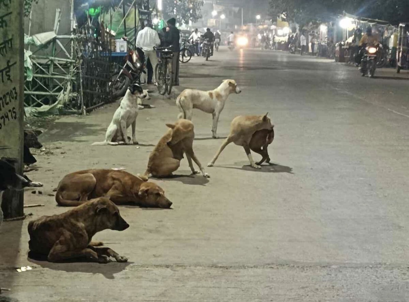 Seasonal Changes Influence Street Dog Behavior, Experts Urge Public Awareness