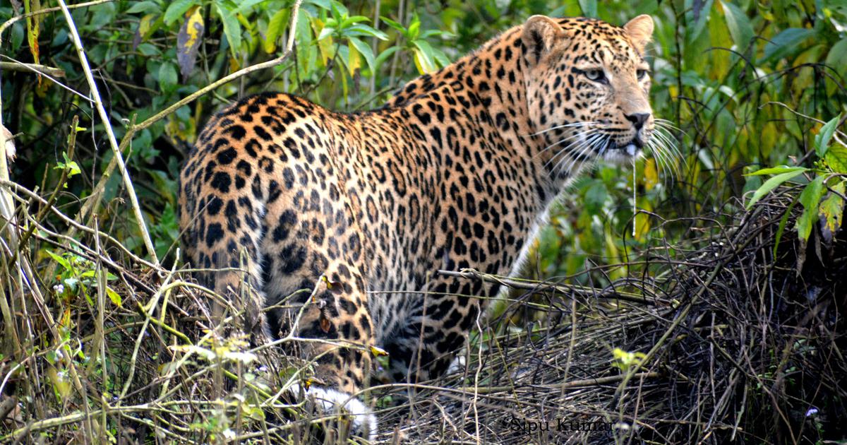 Maharashtra Launches Innovative Leopard Contraception Initiative to Reduce Human-Wildlife Conflict