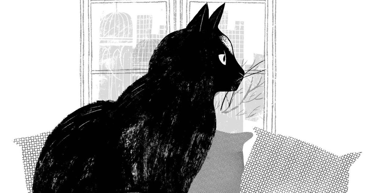 Tina's Dilemma: Balancing Love for Her Cat and Her Father's Disapproval