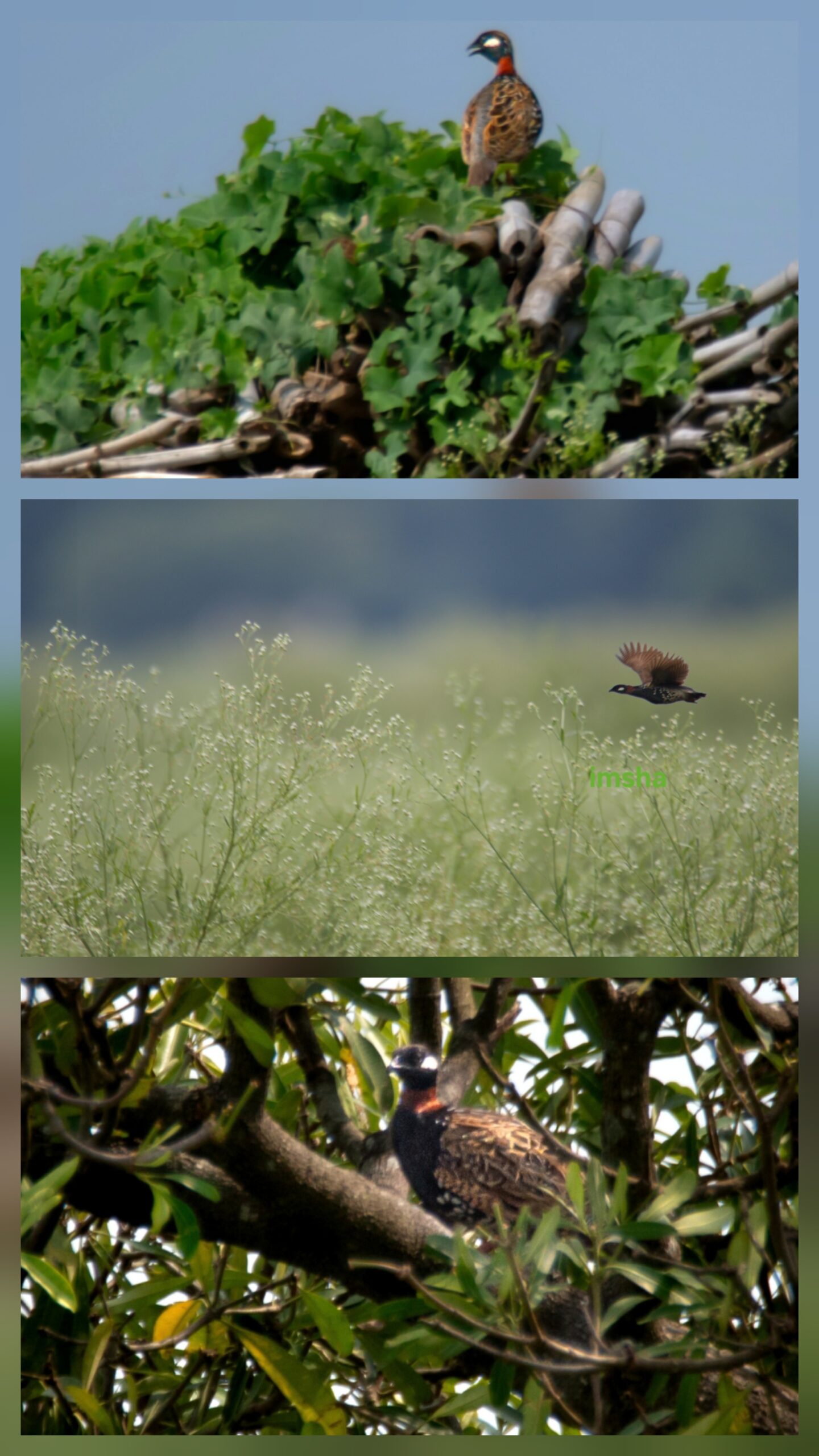 Rare Sighting of Black Francolin at Damodar River Bed, Bardhaman. WB