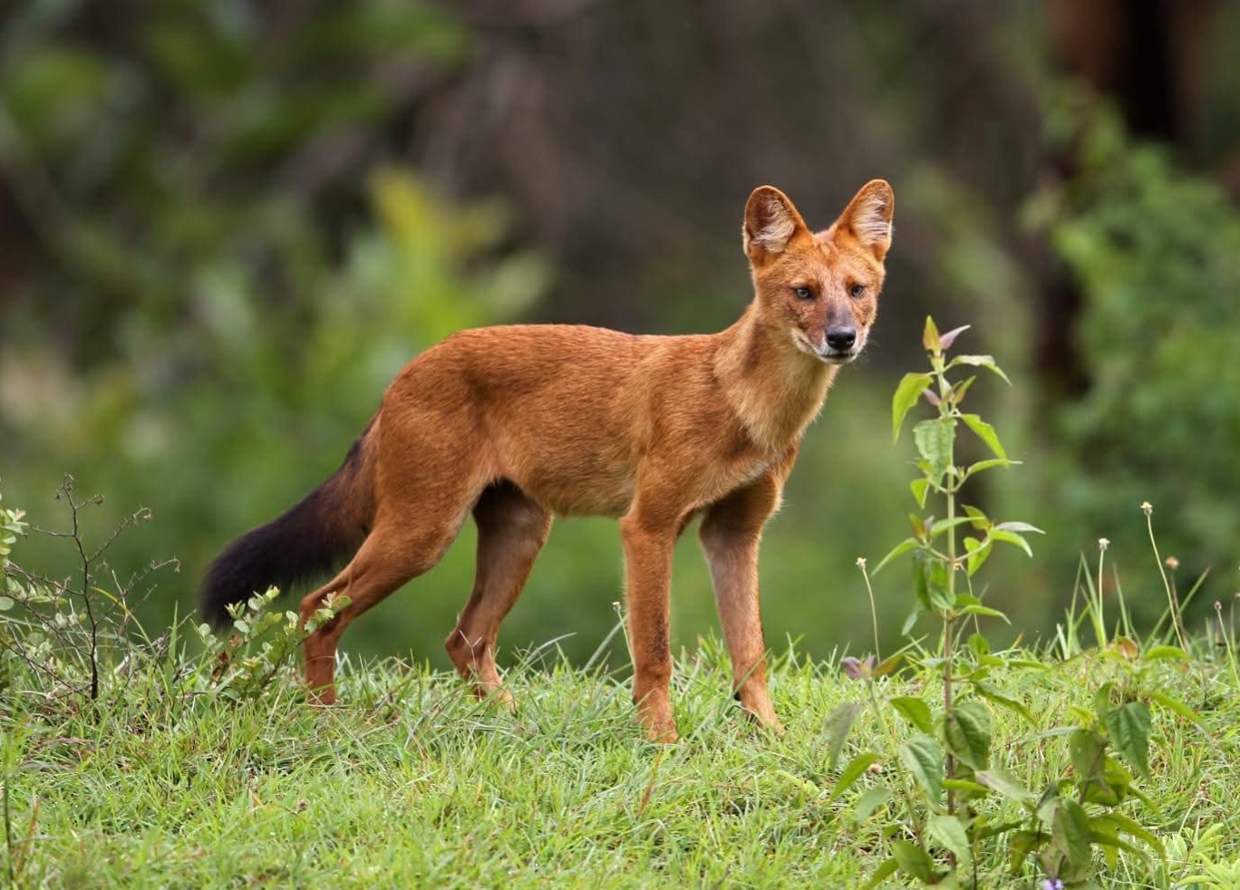 Dholes Return to Kaziranga–Karbi Anglong Landscape, Assam CM Highlights Conservation Success