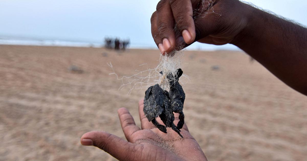 Plastic Pollution Threatens Olive Ridley Hatchlings on Odisha's Rushikulya Coast