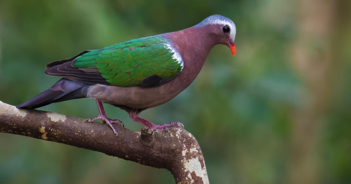 The Hidden Tragedy: Birds Colliding with Glass Surfaces in India
